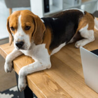 Beagle Remote working