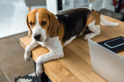 Beagle Remote working