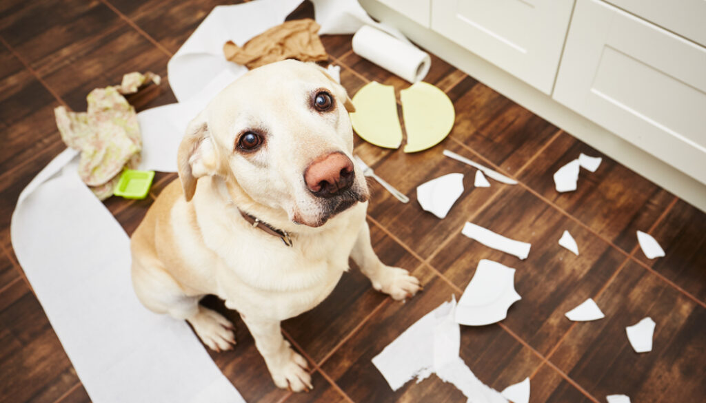 workplace dog rules workplace dog rules
