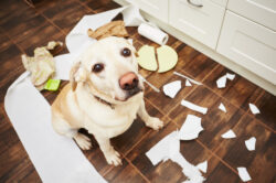 workplace dog rules workplace dog rules