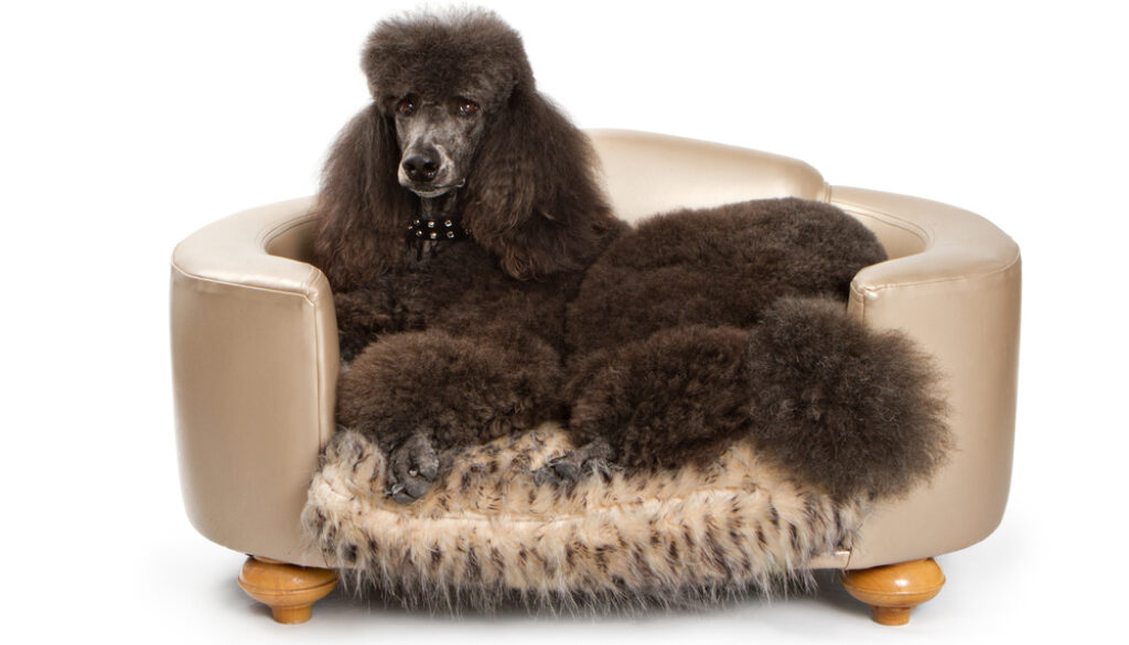 Expensive Standard Poodle dog laying down on beautiful designer bed. Expensive Standard Poodle