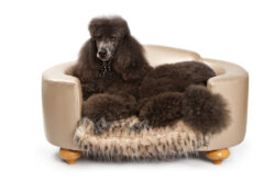 Expensive Standard Poodle dog laying down on beautiful designer bed. Expensive Standard Poodle