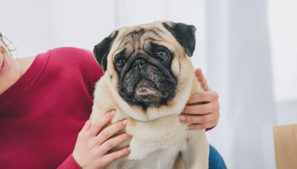 office pug office pug