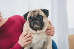 office pug office pug