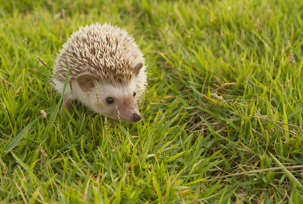 Unusual office pets - African pygmy hedgehog