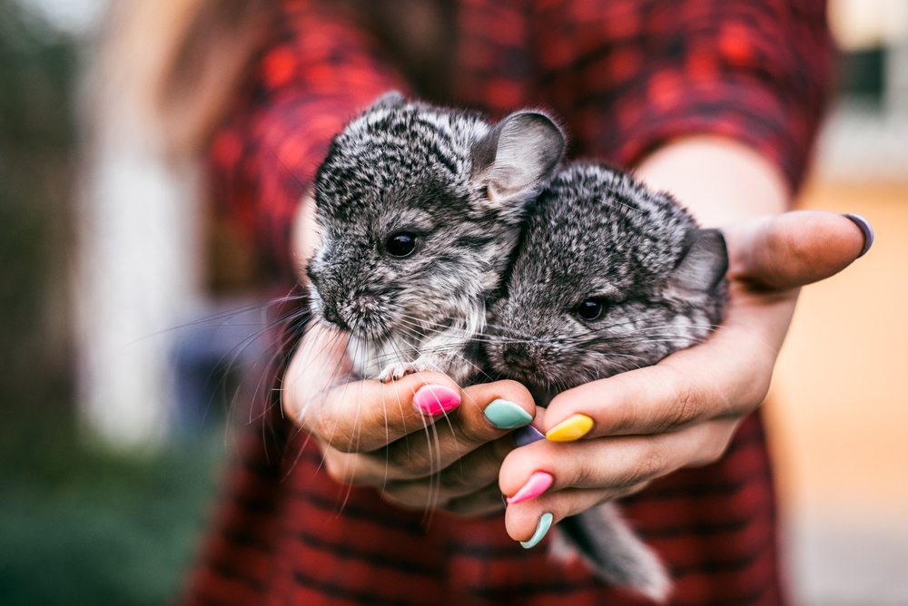 Chinchilla Pocket Pets For The Office