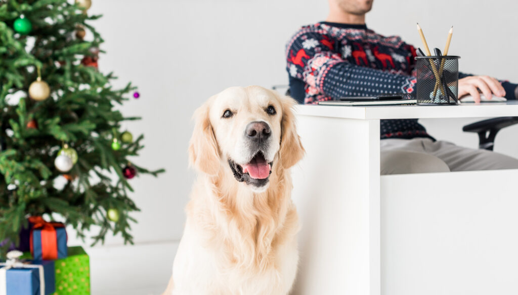 Golden Retrievers pink nose in office at Christmas