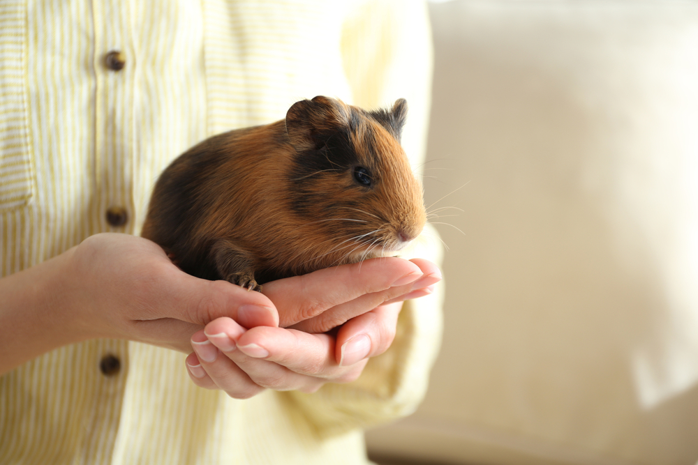 pocket pet guinea pig at work
