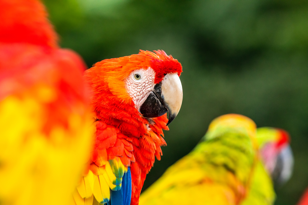 Scarlet Macaw is great as an office pet