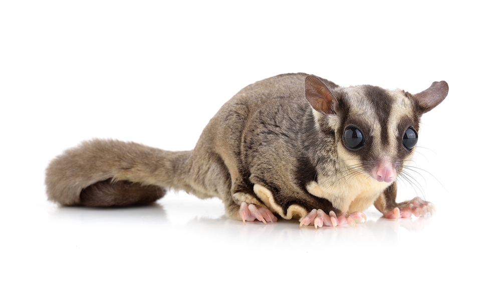pocket pet Sugar Glider at work