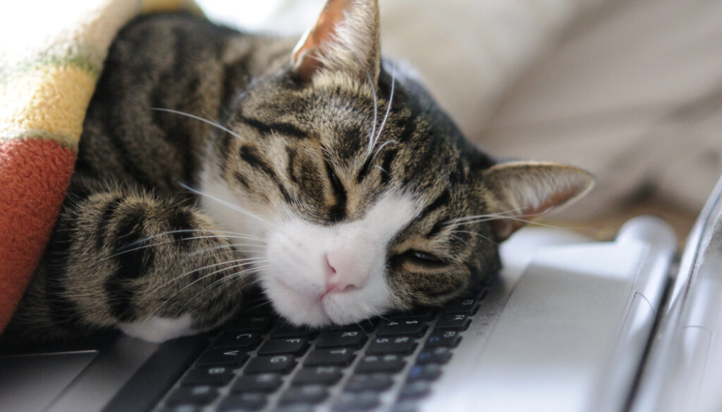 cat asleep on workplace computer