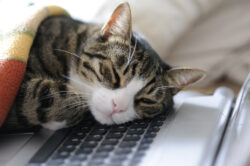 cat power napping cat asleep on workplace computer