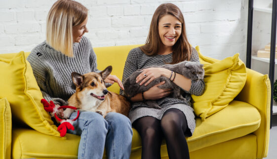 cat and dog get along at work