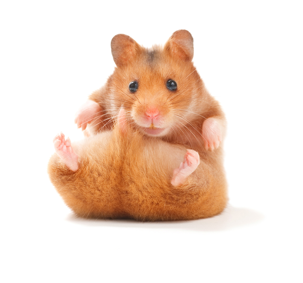 funny hamster Pocket Pets For The Office