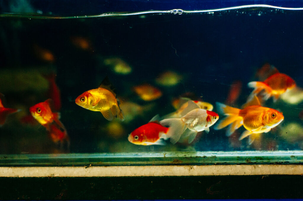 Goldfish Being Chased