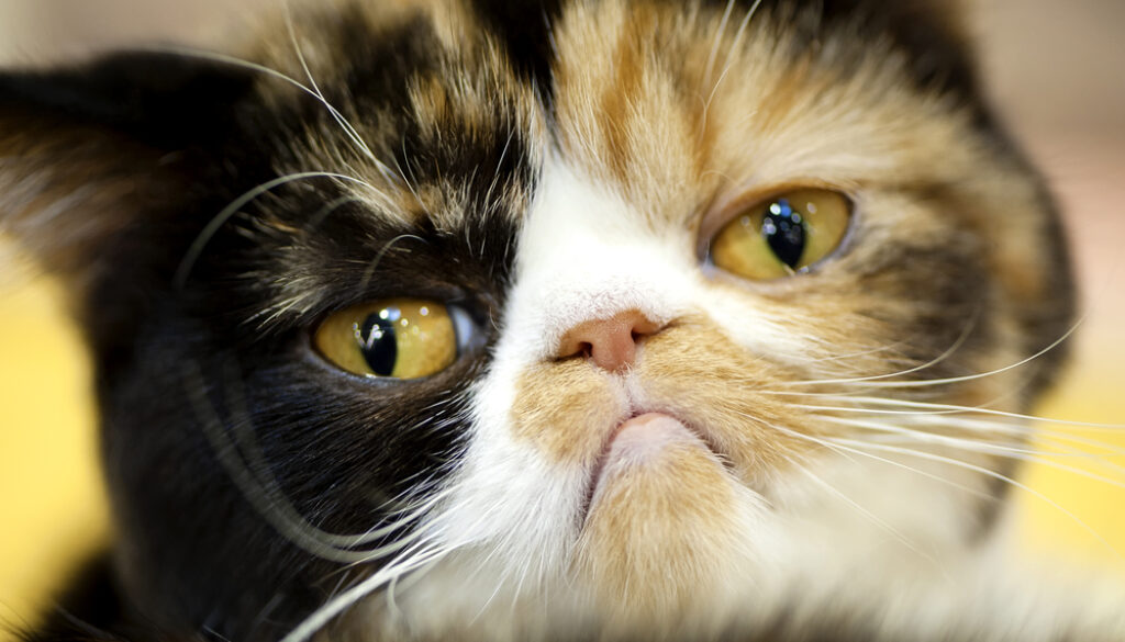grumpt cat grumpy cat