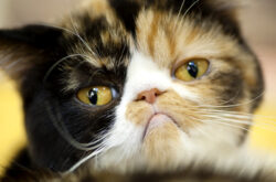grumpt cat grumpy cat