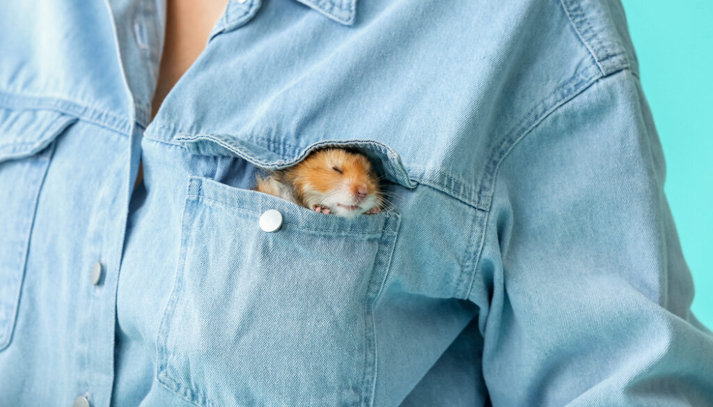 Woman with cute funny hamster in pocket, closeup pocket hamster