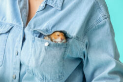 Woman with cute funny hamster in pocket, closeup pocket hamster