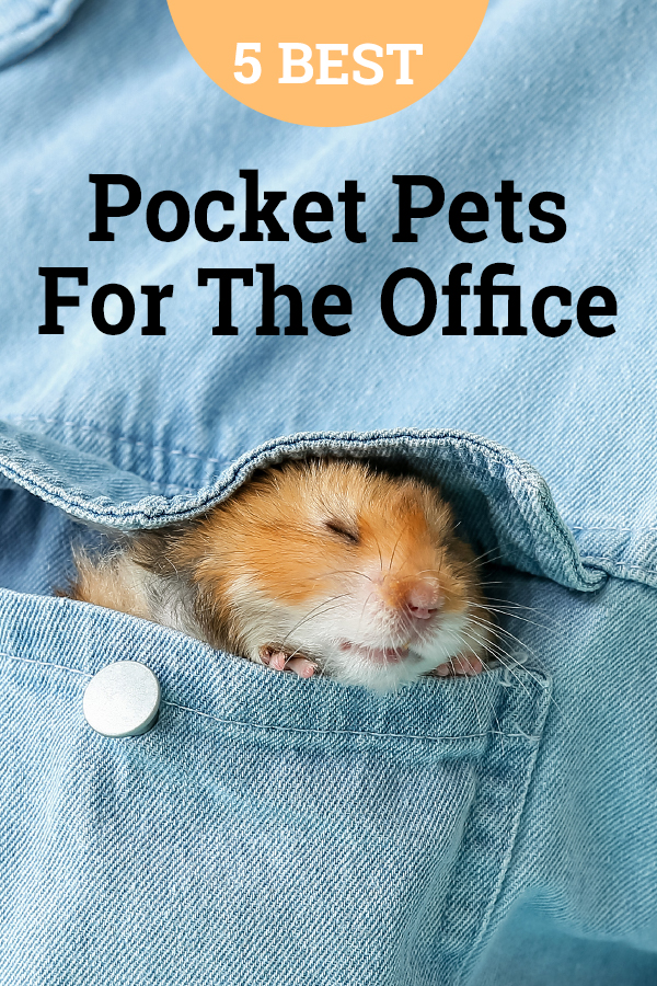 pocket hamster for the office