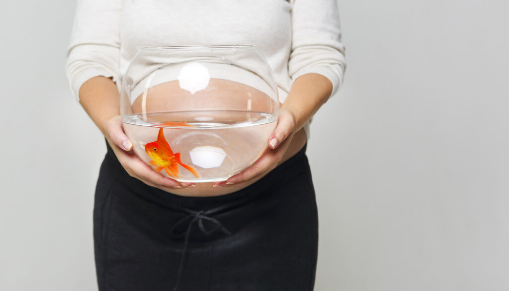 Happy pregnant woman holding a fishbowl with a goldfish in her h pregnant goldfish