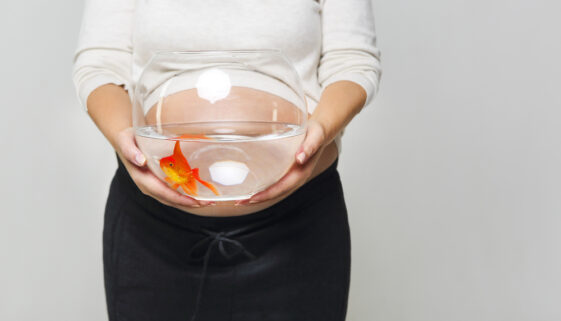 pregnant goldfish