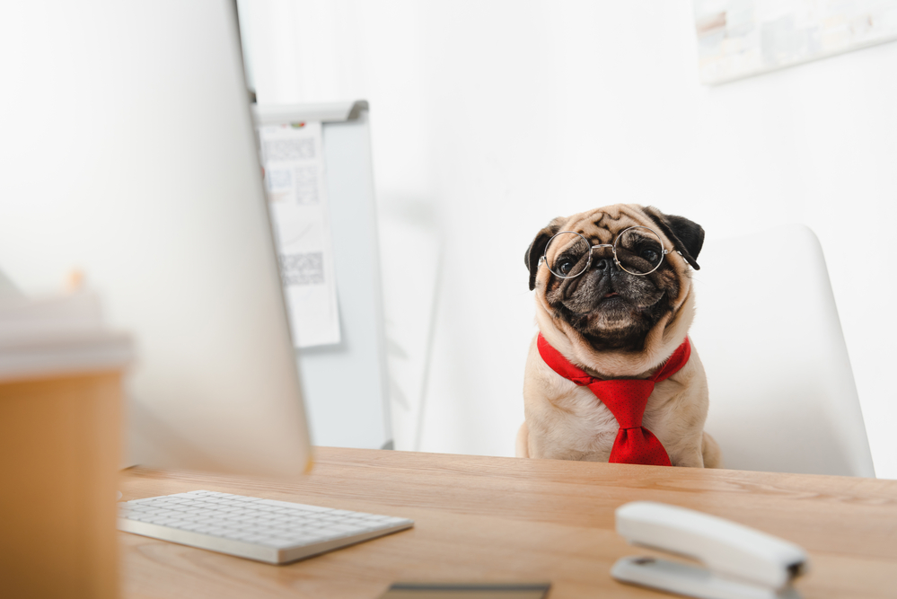 pug sitting on office chair