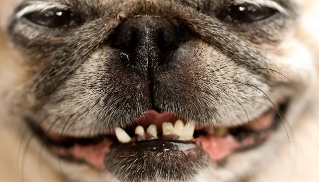 happy pug in the office happy pug in the office