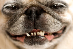 happy pug in the office happy pug in the office
