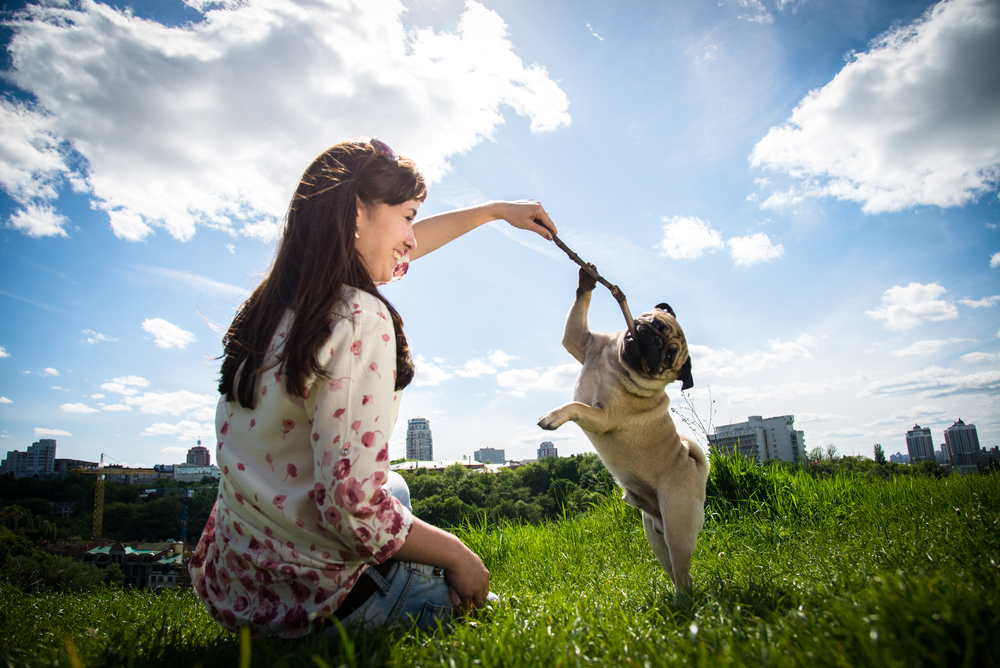 pug getting exercise outside of the office