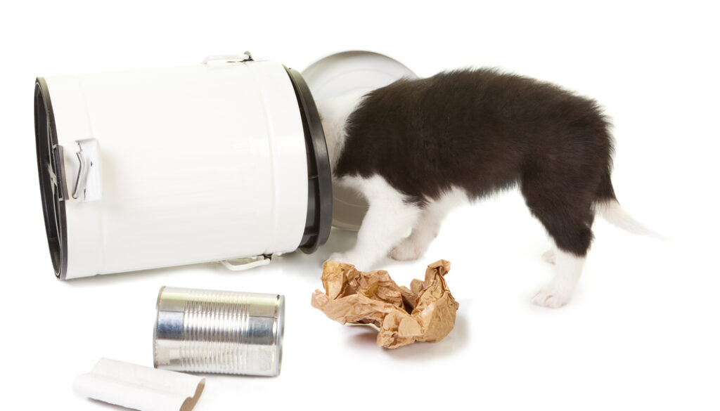 Puppy playing with garbage at work