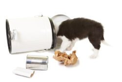 Puppy playing with garbage Puppy playing with garbage at work