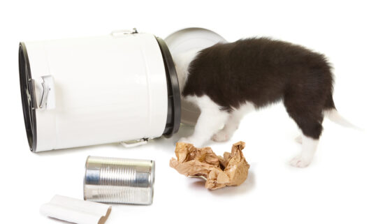 Puppy playing with garbage at work