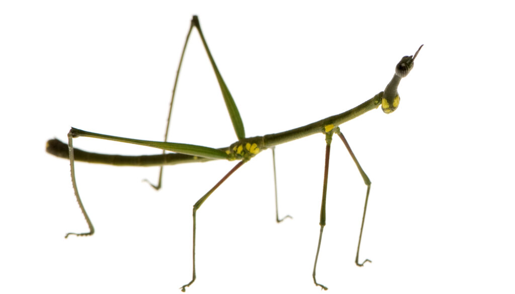 stick insect, Phasmatodea - Oreophoetes peruana stick insect