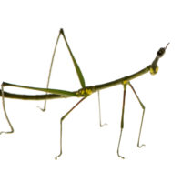 stick insect
