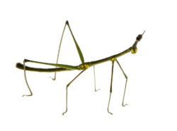 stick insect, Phasmatodea - Oreophoetes peruana stick insect