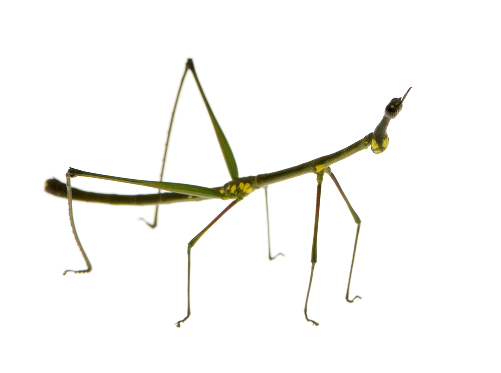 stick insect