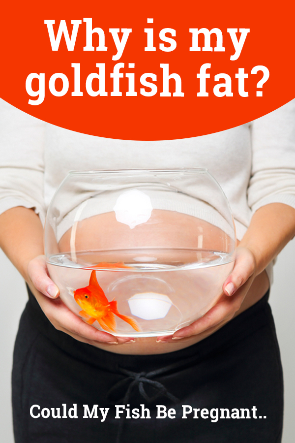 why is my goldfish fat