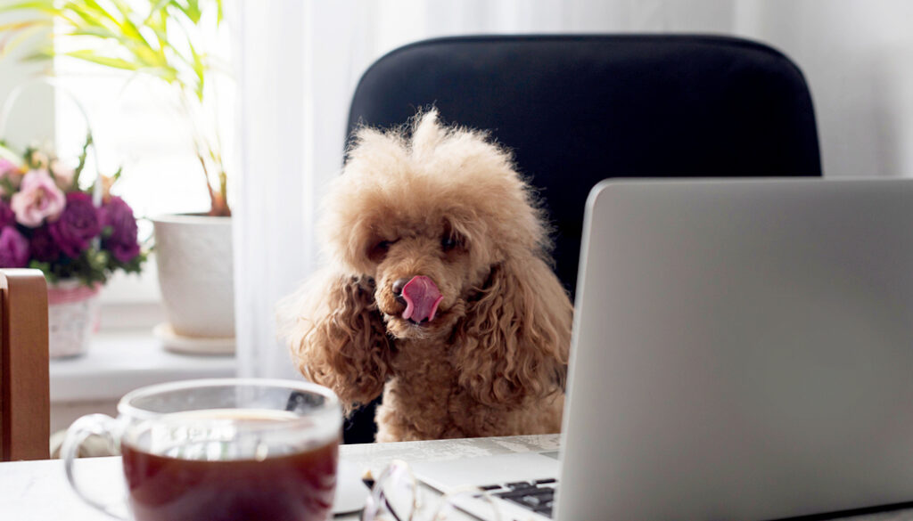 Apricot poodle Apricot-poodle