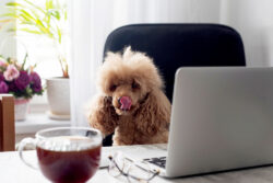 Apricot poodle Apricot-poodle