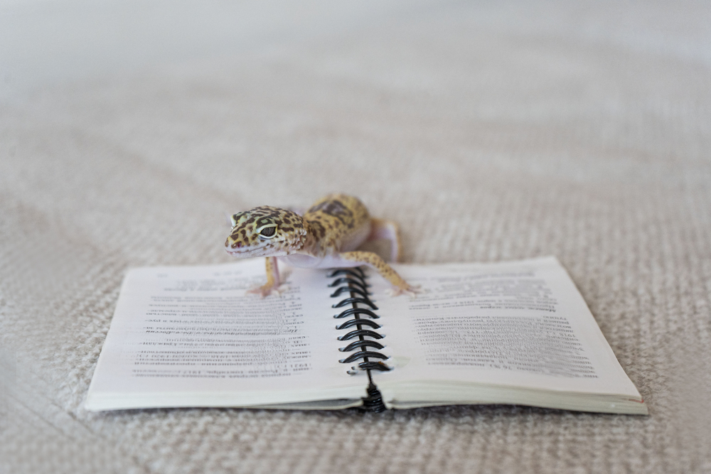 Leopard Gecko Reading Book – a good office pet