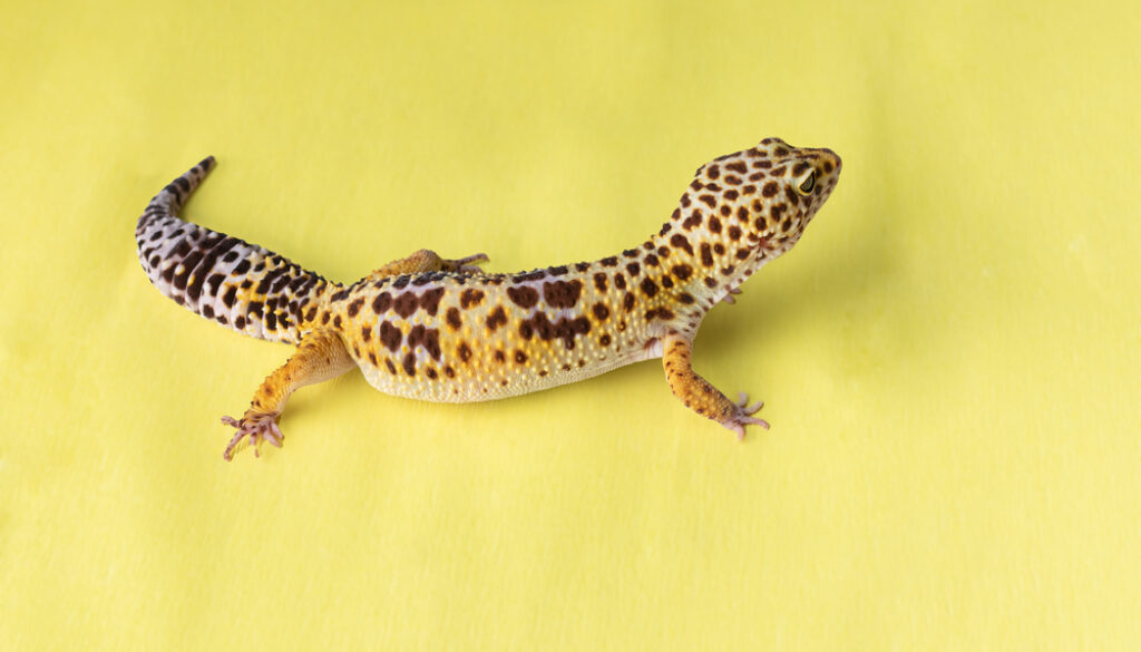 Leopard Gecko best pet