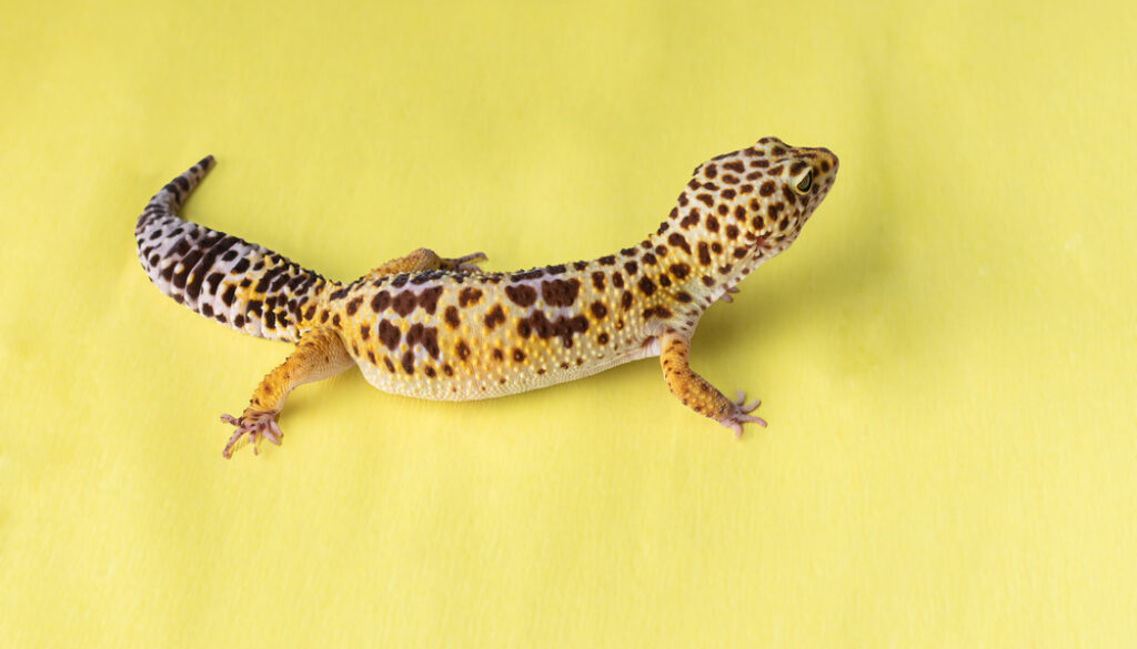 Leopard gecko (eublepharis macularius) Leopard Gecko best pet