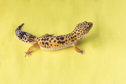 Leopard gecko (eublepharis macularius) Leopard Gecko best pet