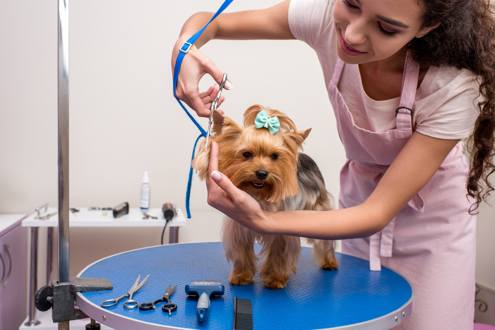 Dog groomer: Bring Pet To Work