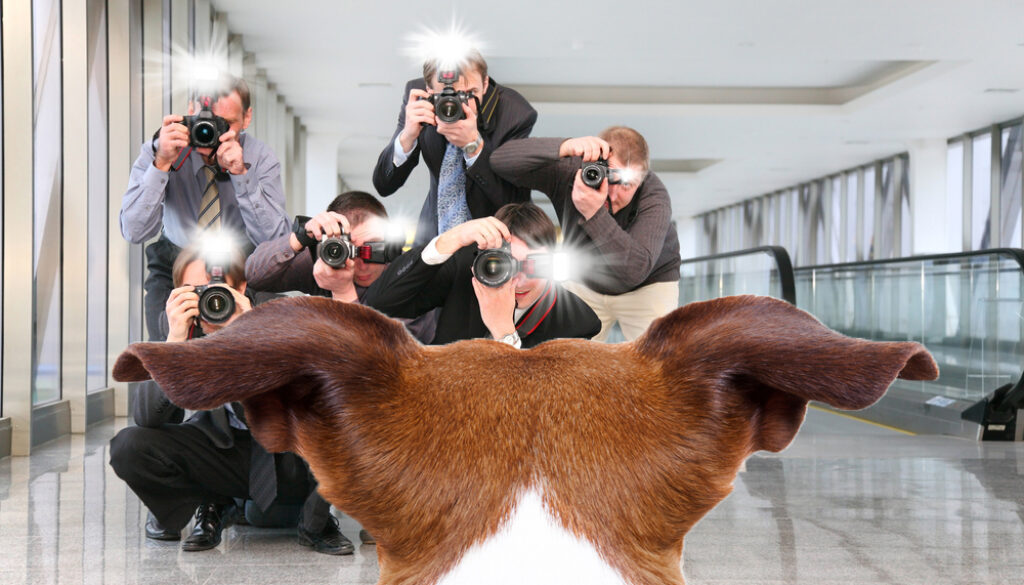 dog_flash Dog Flash