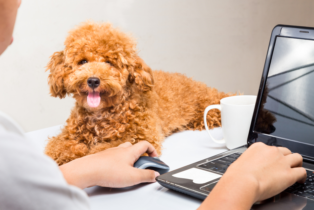 Clever poodle at work desk