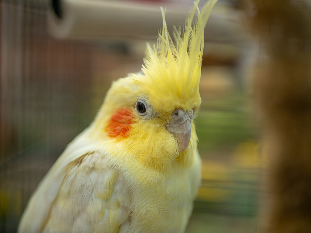 Are Cockatiels quiet in the workplace?