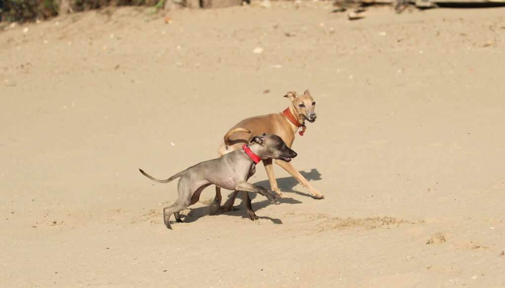 Two Greyhounds on beach