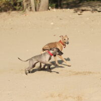 Two Greyhounds on beach